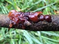 Exidia recisa-amf794